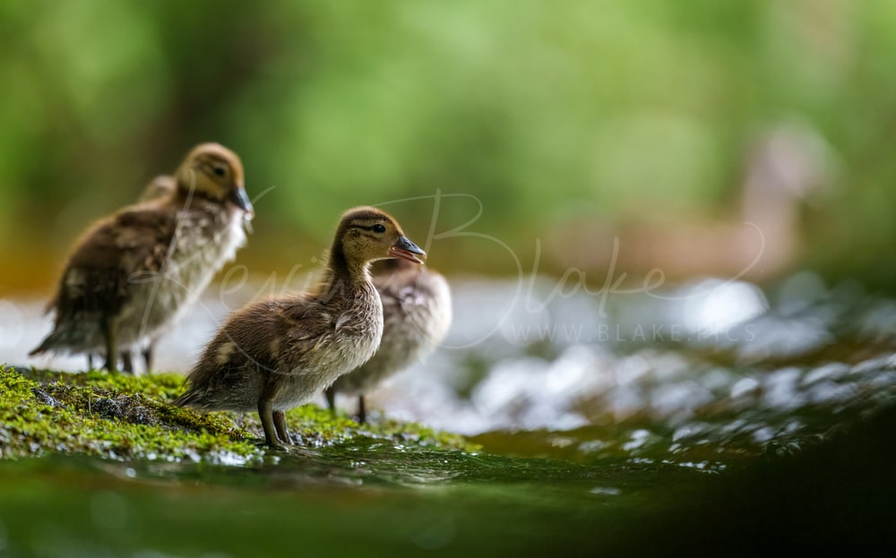 Mandarin Ducklings, Bolton Abbey, Yorkshire Dales, June 2025