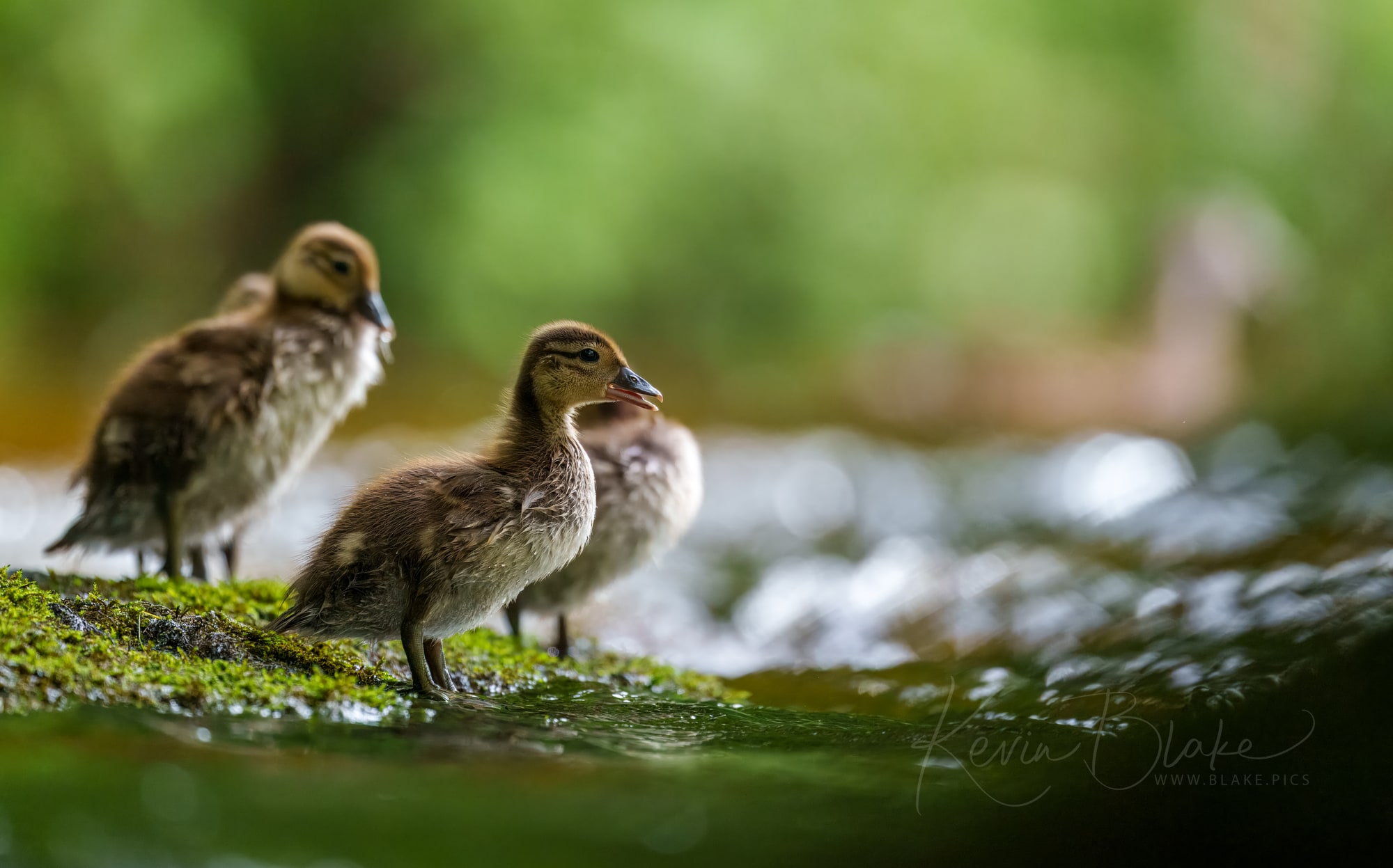 Mandarin Duckings, Bolton Abbey, Yorkshire Dales, June 2025