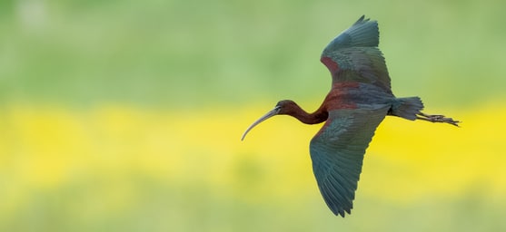 Glossy Ibis photograph