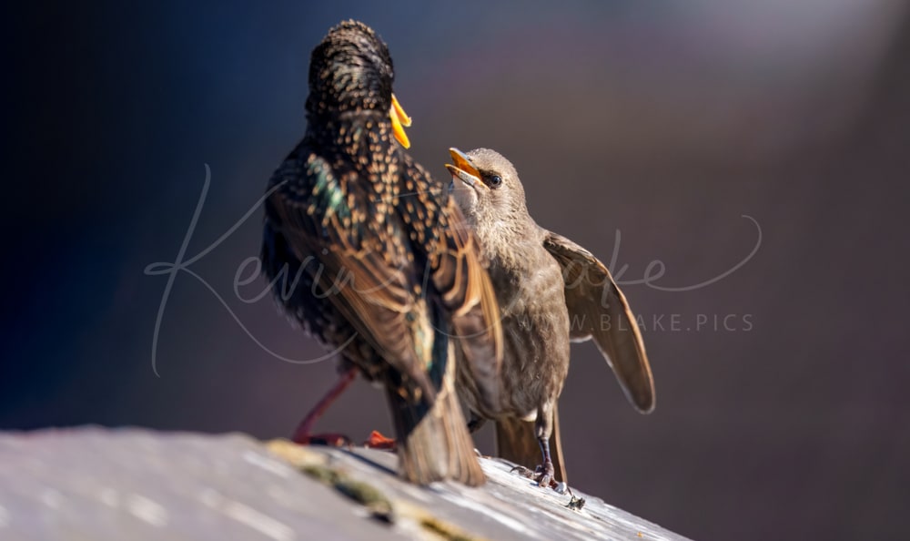 Common Starling feeding on the roof, Watford, Herts