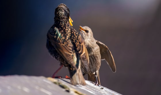 Common Starling feeding on the roof, Watford, Herts