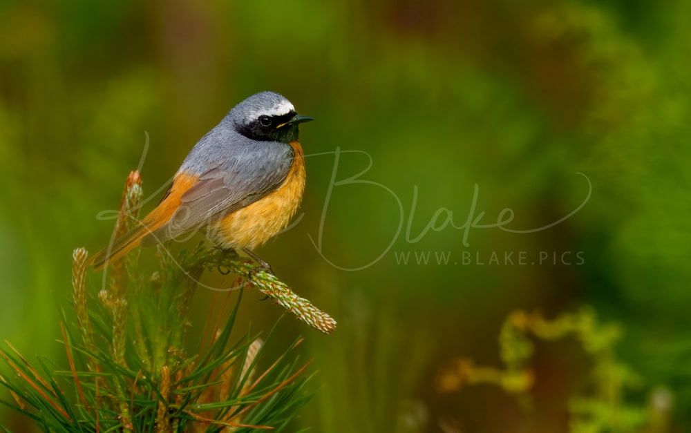 Common Redstart, Thursley Common, Surrey UK