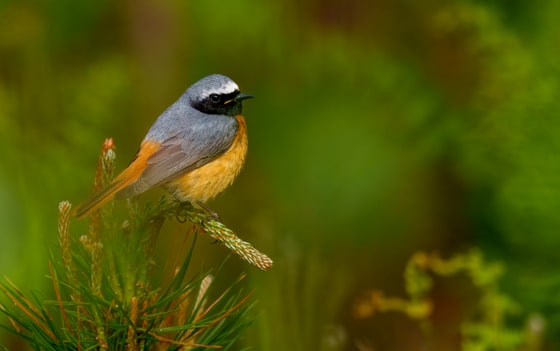 Common Redstart photograph