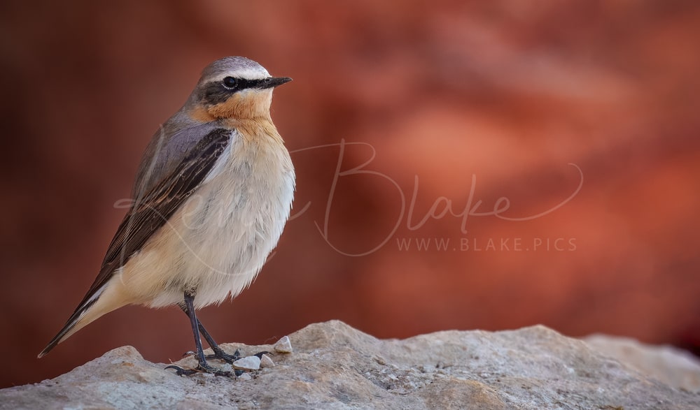 Northern Wheatear, Hunstanton Cliffs, Norfolk UK