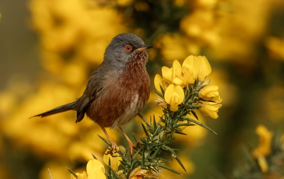 Dartford Warbler photograph