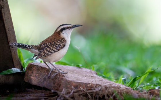 Rufous-backed Wren photograph