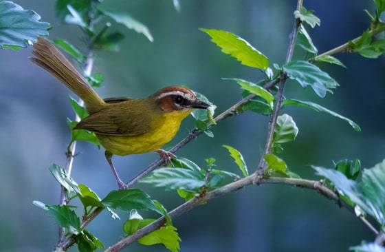 Chestnut-capped Warbler photograph