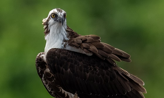 Western Osprey, Tárcoles River, Costa Rica