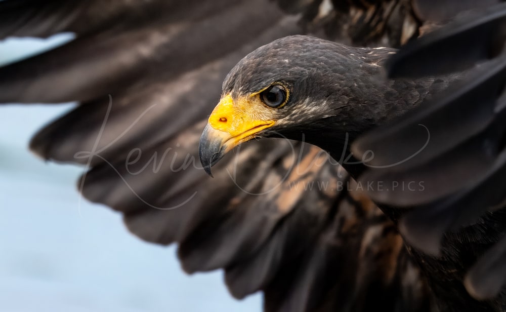 Common Black Hawk, Tárcoles River, Costa Rica