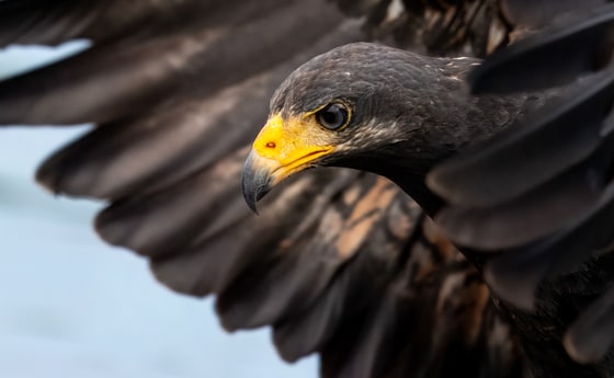 Common Black Hawk photograph