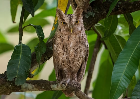 Pacific Screech Owl photograph