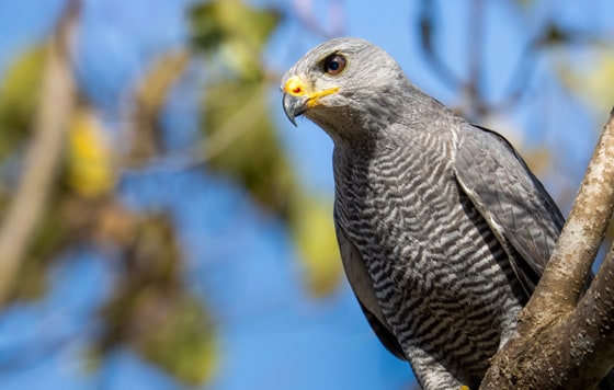 Grey Hawk photograph