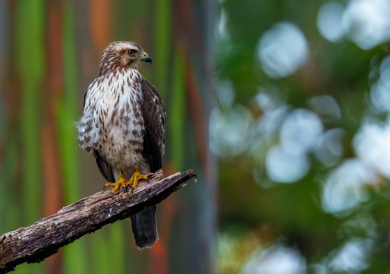 Broad-winged Hawk photograph