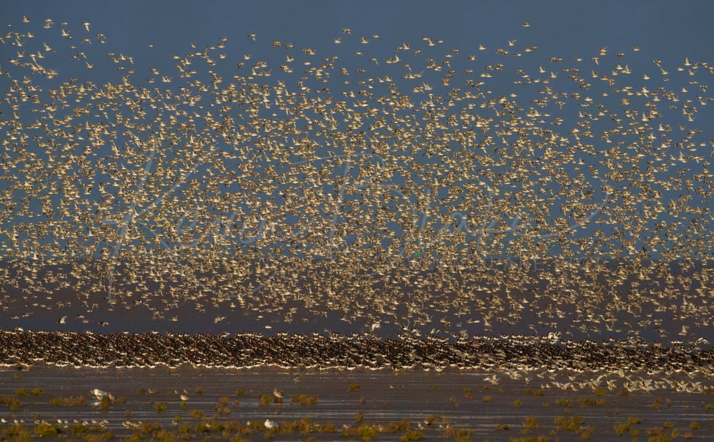 Red Knot, Oystercatchers and more, Snettisham, Norfolk