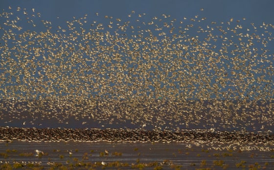 Red Knot photograph