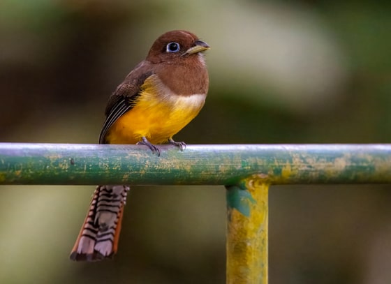 Northern Black-throated Trogon photograph