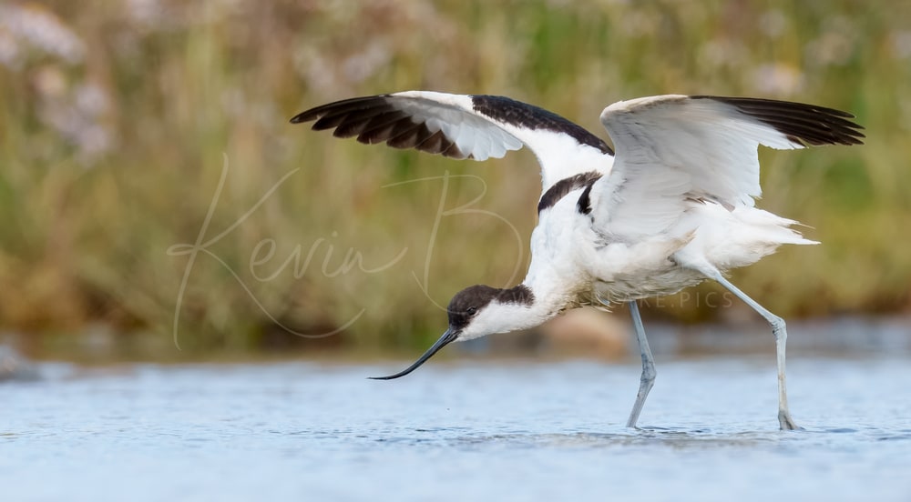 Pied Avocet, Salthouse Beach, Norfolk, September 2025
