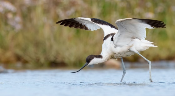 Pied Avocet photograph
