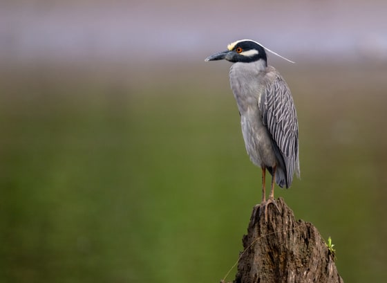 Yellow-crowned Night Heron photograph