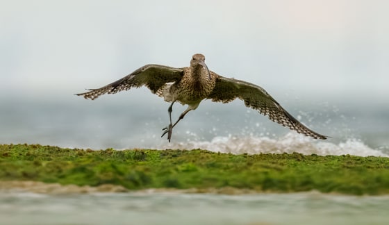 Eurasian Curlew photograph