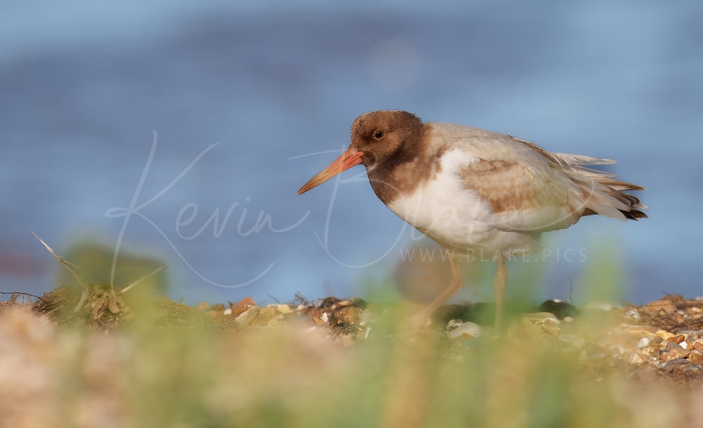Leucistic Eurasian Oystercatcher, Snettisham RSPB, September 2025