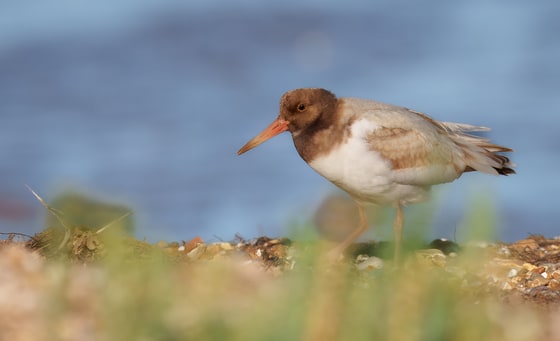 Leucistic Eurasian Oystercatcher, Snettisham RSPB, September 2025