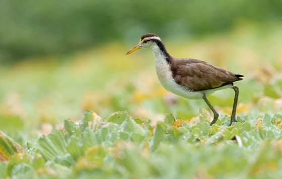 Northern Jacana photograph