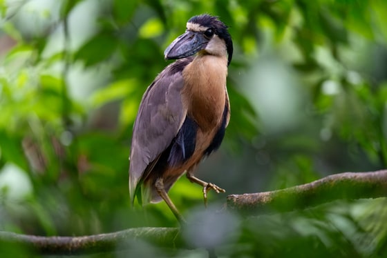 Boat-billed Heron photograph