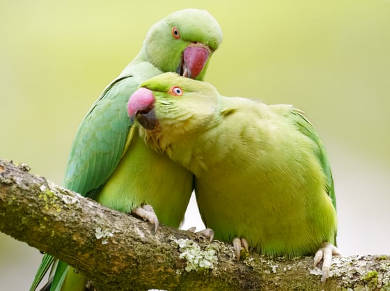 Rose-ringed Parakeet photograph