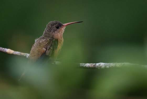 Cinnamon Hummingbird photograph