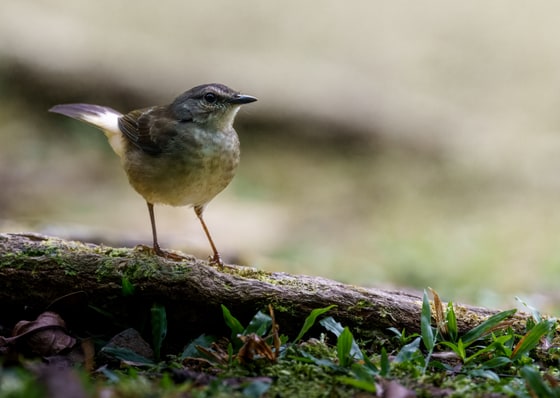Buff-rumped Warbler photograph