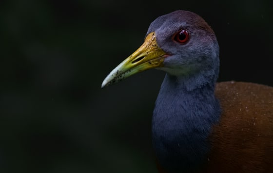 Russet-naped Wood Rail photograph