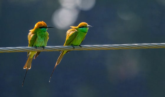 Asian Green Bee-eater photograph