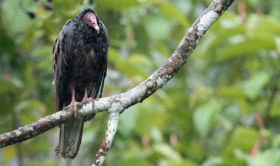 Turkey Vulture photograph