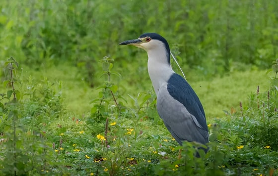 Black-crowned Night Heron photograph