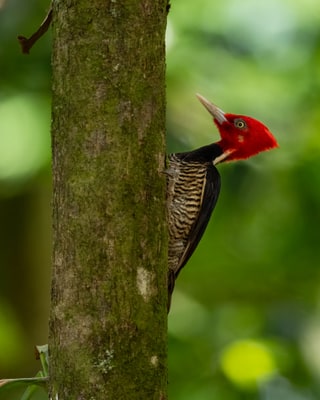 Pale-billed Woodpecker photograph
