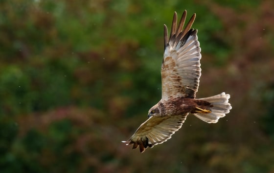 Western Marsh Harrier photograph