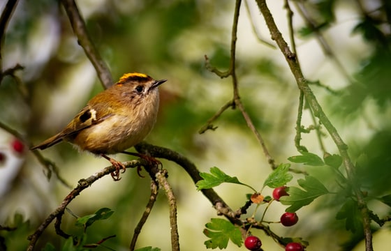 Goldcrest photograph