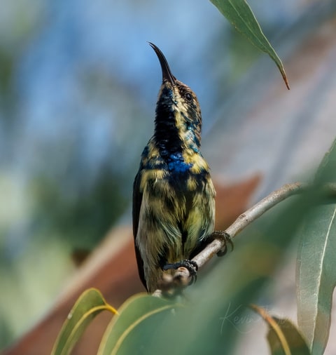 Purple Sunbird photograph