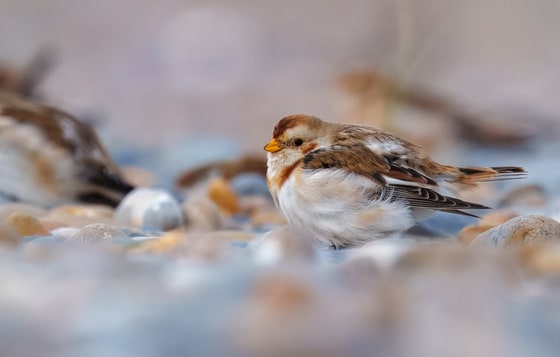 Snow Bunting photograph