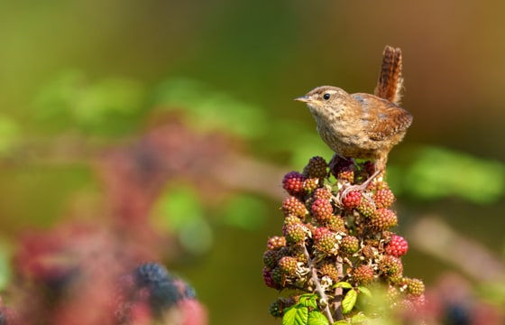 Eurasian Wren photograph