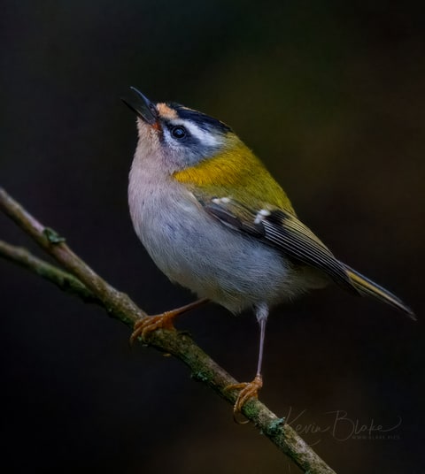 Common Firecrest photograph