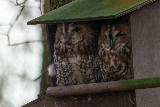 Tawny Owl photograph