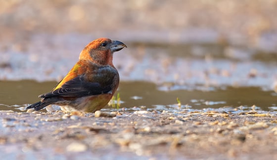 Common Crossbill photograph