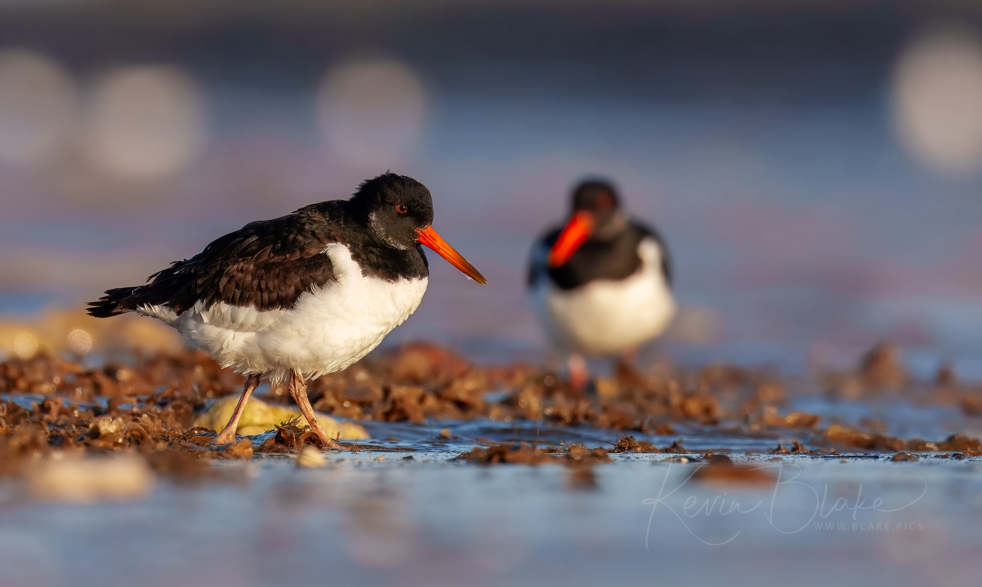 Eurasian Oystercatcher, Huntstanton , Norfolk, December 2025