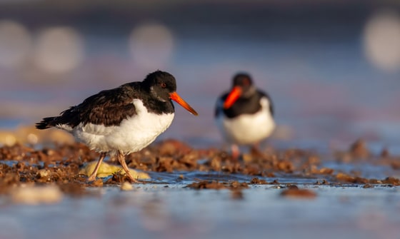 Eurasian Oystercatcher photograph