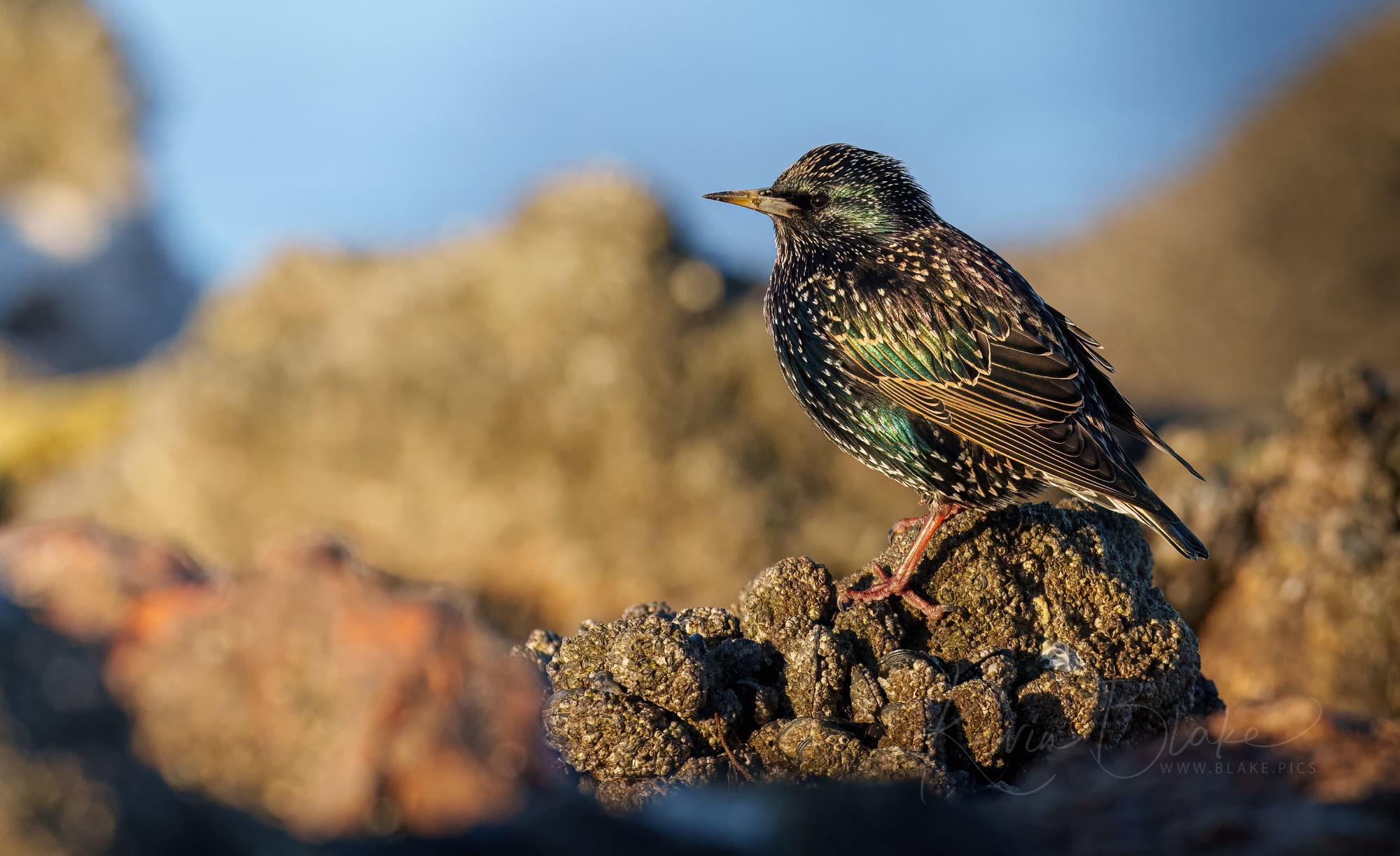 Common Starling, Huntstanton Beach, Norfolk