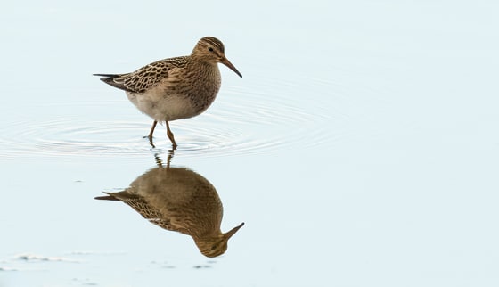 Pectoral Sandpiper photograph