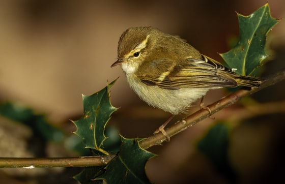 Yellow-browed Warbler photograph