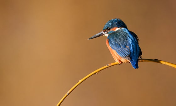 Common Kingfisher photograph